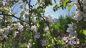 Pioggia, vento e meleti in fiore