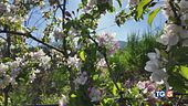 Pioggia, vento e meleti in fiore