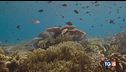 Oceani sani per salvare la terra