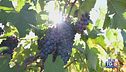 Gusto DiVino: i vini pugliesi