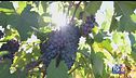 Gusto DiVino: i vini pugliesi