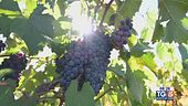 Gusto DiVino: i vini pugliesi