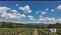 Gusto di Vino: lo Chardonnay