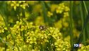 Custodia della natura Le api da proteggere