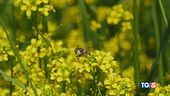 Custodia della natura Le api da proteggere