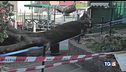 Venezia, cade albero, sfiorata la tragedia