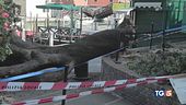 Venezia, cade albero, sfiorata la tragedia