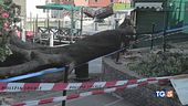 Venezia, cade albero, sfiorata la tragedia