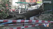 Cade albero a Venezia sfiorata la tragedia