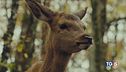 Un film che si ispira al cerbiatto Bambi