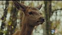 Un film che si ispira al cerbiatto Bambi