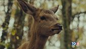 Un film che si ispira al cerbiatto Bambi