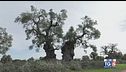 Gusto di Vino: olio extravergine italiano