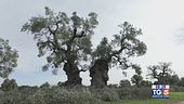 Gusto di Vino: olio extravergine italiano
