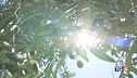 Oggi il picco dell'afa. 2024, anno più caldo