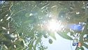 Oggi il picco dell'afa. 2024, anno più caldo