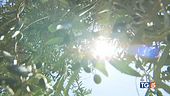 Oggi il picco dell'afa. 2024, anno più caldo