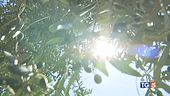 Oggi il picco dell'afa. 2024, anno più caldo