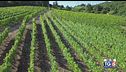 Gusto DiVino: un vigneto storico nel Cilento