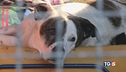 Non solo cani e gatti stop agli abbandoni!