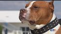 Il cane invece della pistola