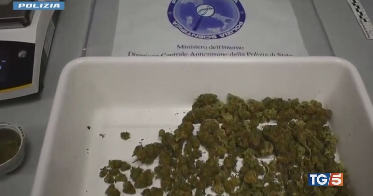 TG5: Nel menu anche la marijuana Video | Mediaset Infinity