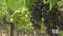 Gusto di Vino -  Il VIllamagna Doc