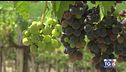 Gusto di Vino -  Il VIllamagna Doc