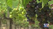 Gusto di Vino -  Il VIllamagna Doc