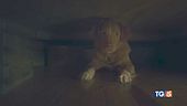 Con Indy, il cane che batte le forze oscure