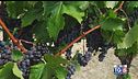 Gusto diVino: il Pinot nero