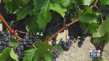 Gusto diVino: il Pinot nero