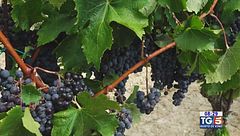 Gusto diVino: il Pinot nero