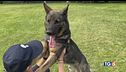 Chip e gli altri I cani in divisa