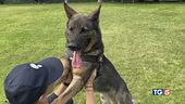 Chip e gli altri I cani in divisa
