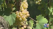 Gusto diVino: il Roero