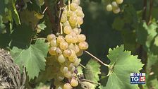Gusto diVino: il Roero