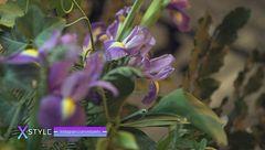 La sublimazione dell'iris