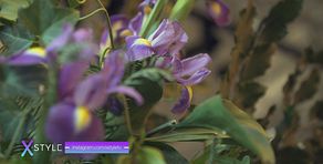 La sublimazione dell'iris