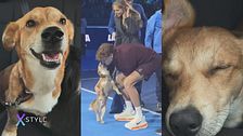 Il linguaggio dei pet