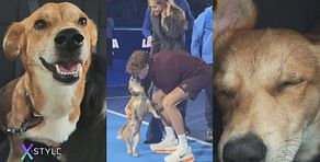 Il linguaggio dei pet