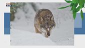 Gli occhi della natura