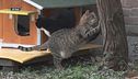 Una casa per i gatti in difficoltà