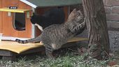 Una casa per i gatti in difficoltà