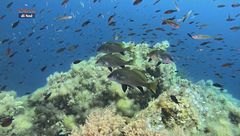 Puntata del 5 ottobre