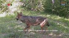Qua la zampa!