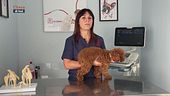 I consigli del veterinario
