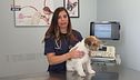 La prevenzione negli animali domestici