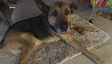 Psyco-dog