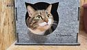 Mondo gatto